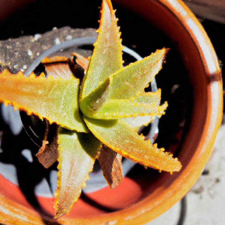 jak używać aloes z doniczki